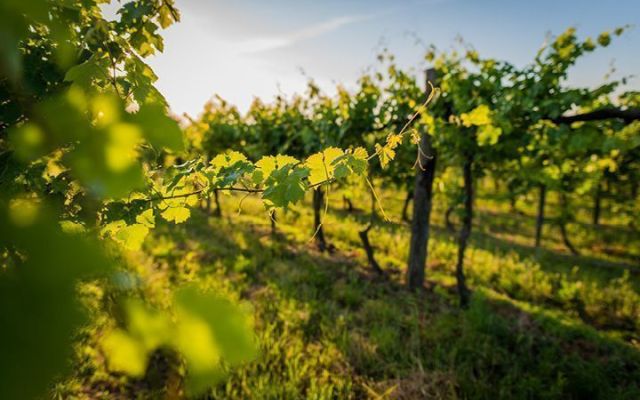 Hobby or a business? What is the status of your farm?